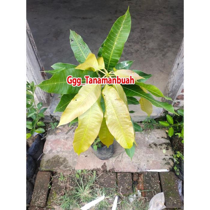 Bibit Mangga Miyazaki 1 Meter Up Batang besar