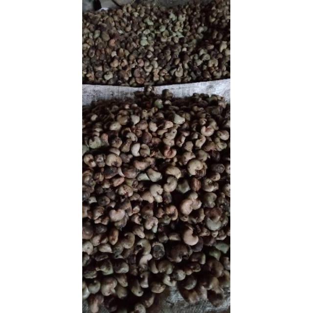 Benih biji bibit jambu monyet mete mede 1kg