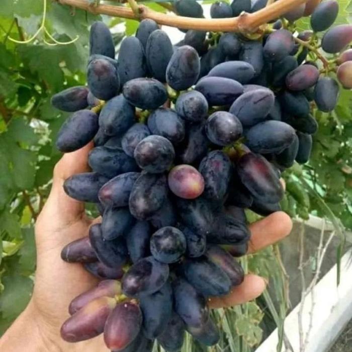 Ready Bibit Tanaman Anggur Siap Berbuah Lebat