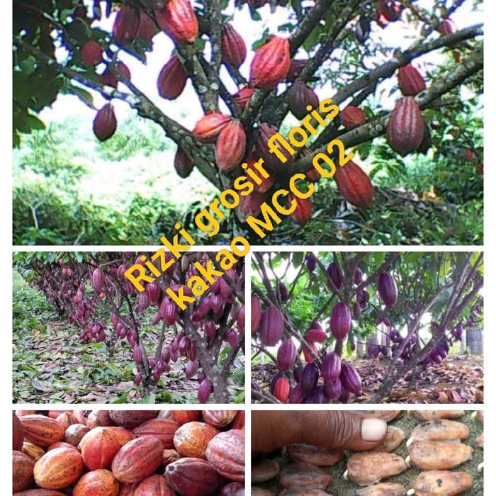 bibit Cacao MCC Paket 100 biji bibit kakao varietas unggul berkecambah siap semai untuk budidaya 02 