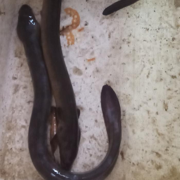 Ikan Sidat Hidup Berkualitas 1 kilogram