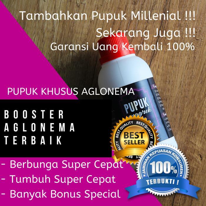 Pupuk Bunga Aglonema, Pupuk Daun Aglonema, Pupuk Penyubur Aglonema 4