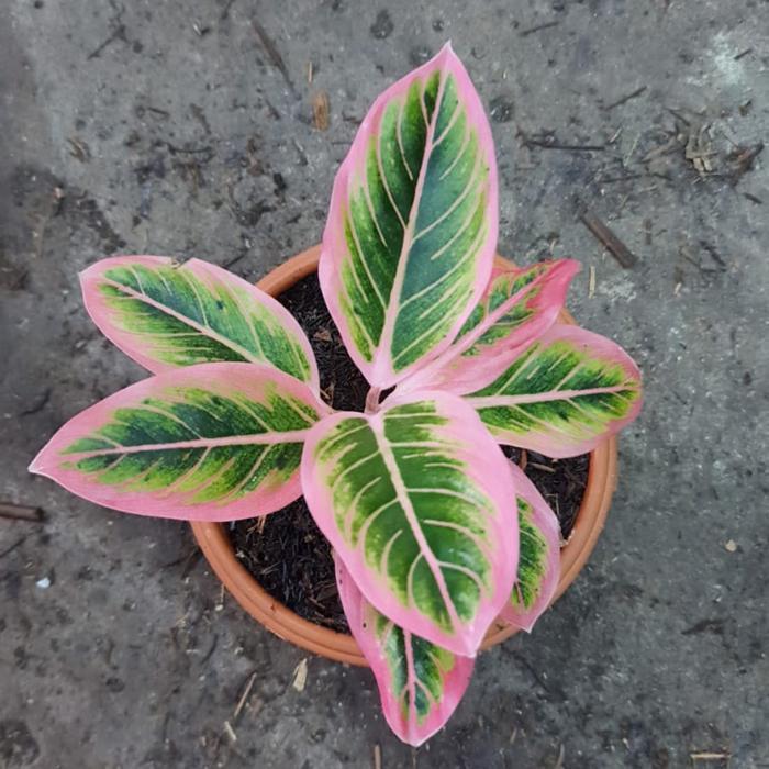 aglaonema lotus
