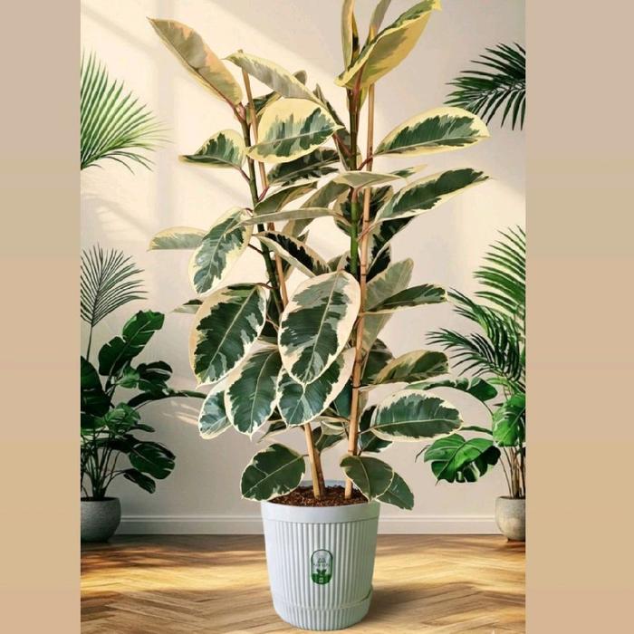 Tanaman Hias Aesthetic Ficus Elastica Variegata + Pot Krisan Putih / Tanaman Hias Ficus Elastica