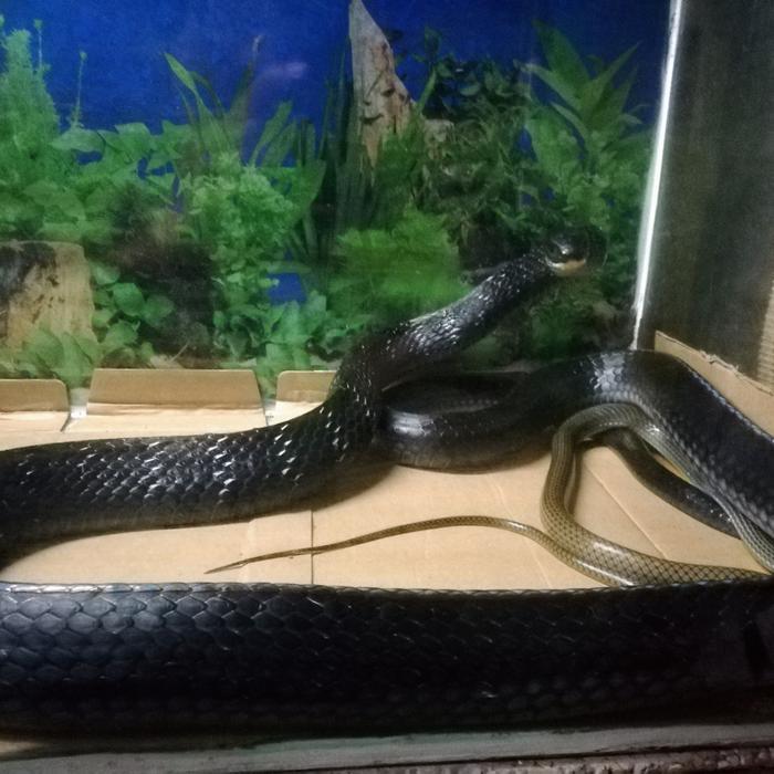 ptyas carinata king koros
