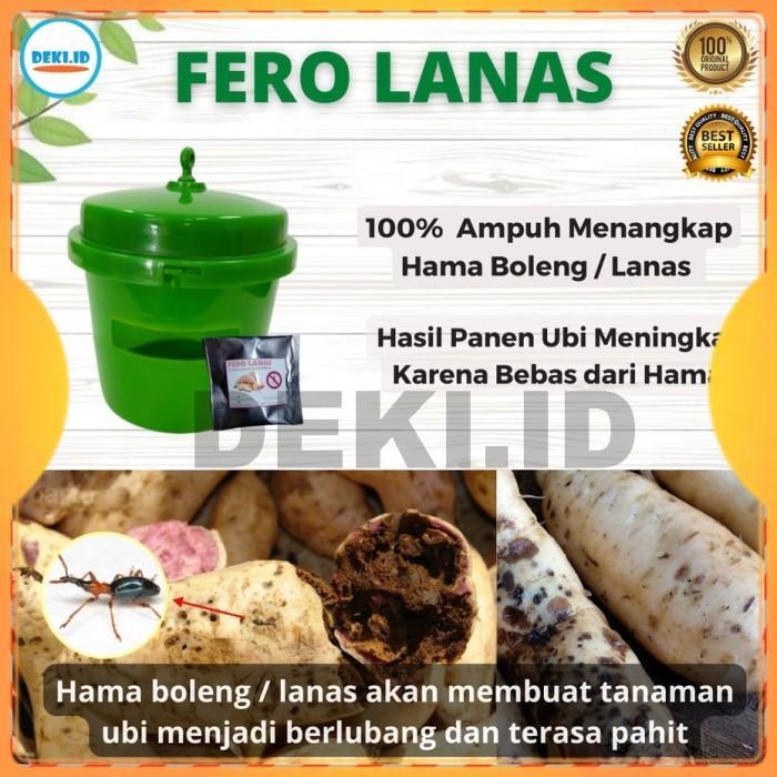 Ferolanas Feromon Pengendali Hama Boleng Tanaman Ubi Jalar Fero Lanas
