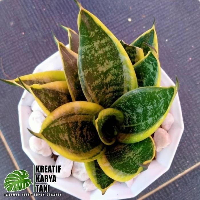 Tanaman Hias Sansivera Lidah Mertua Mini - Lidah Mertua Mini