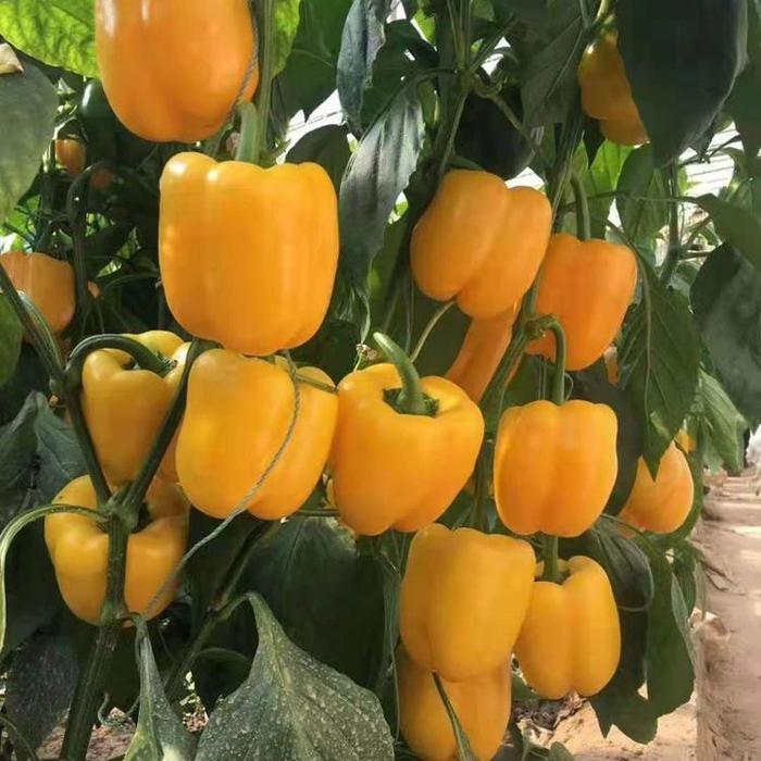 ISI PAKET 25 BIJI : MIX/CAMPUR Benih Paprika 4 Warna Bibit Tanaman Paprika Mix Merah Hijau Kuning