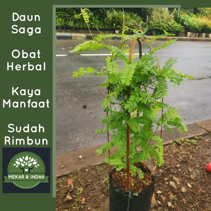 Tanaman herbal daun saga, pohon daun saga