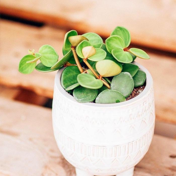TANAMAN HIAS PEPEROMIA HOPE / INC POT MINI SESUAI VARIAN