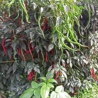 Rabbit_House23 Benih Cabe Merah Keriting Tinggi 2 Meter Lokal Legum 10 Gram - Cmk Lokal Legum -