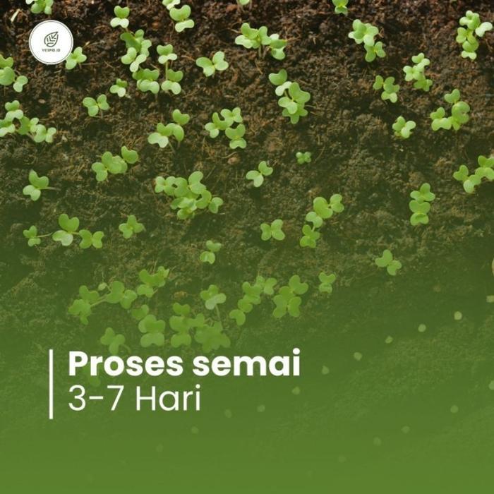 25 Paket Benih Sayuran Super Paket Benih Sayuran Lengkap Hemat