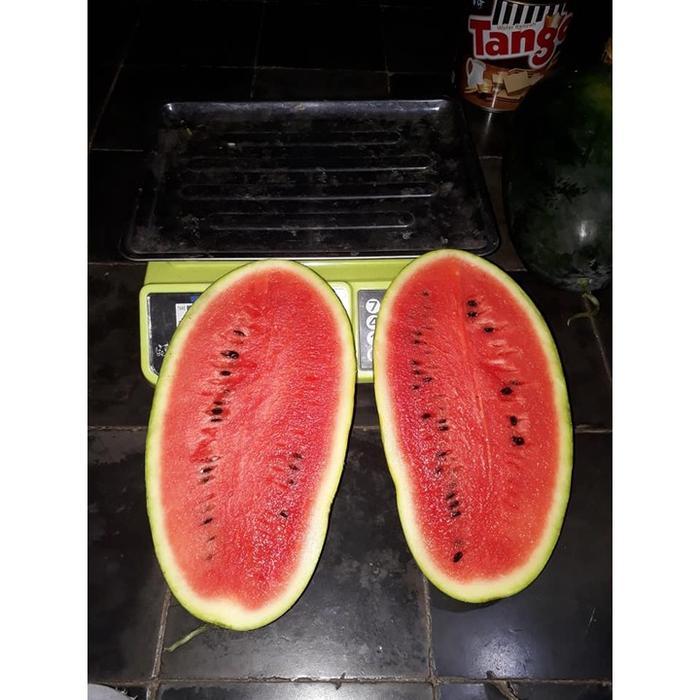 JAMANIS F1 - Benih Semangka Inul Lonjong Daging Merah Kulit Hitam -