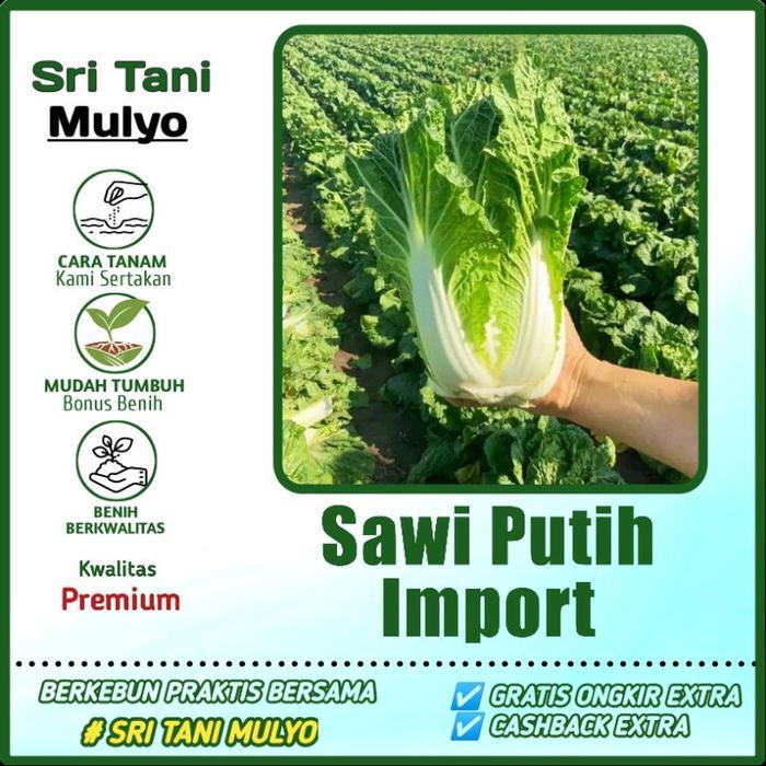 50 Biji - Benih SAWI PUTIH IMPORT - TAKI SEED - Bibit Sayuran Benih Sayuran - Sawi Hidro Pakchoy