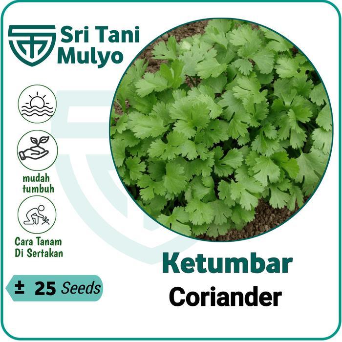 25 Biji Benih Herb Coriander Daun Ketumbar Favor Sri Tani Mulyo