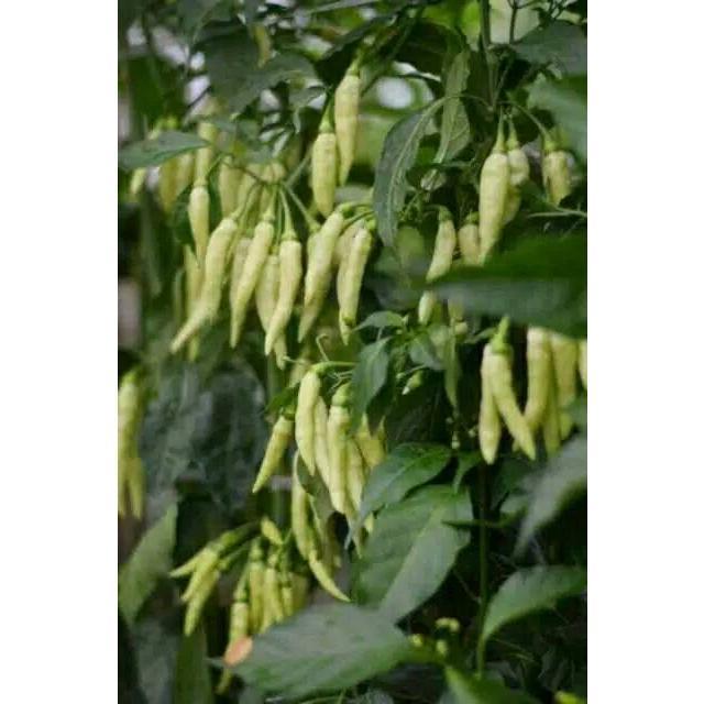 20 Biji - Benih Cabai Gerombol SHYPOON F1 - Bibit Cabai Berangkai Bibit Sayuran Viral Benih Sayuran