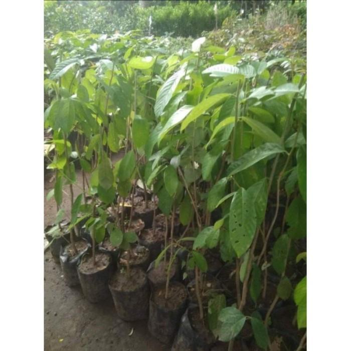 Terangbenderangshop Bibit Buah Lobi Lobi/Loba Lobi Cangkok Kaya Akan Herbal