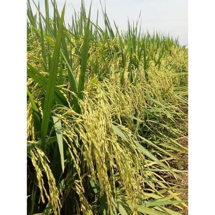 BENIH PADI MR323 5KG