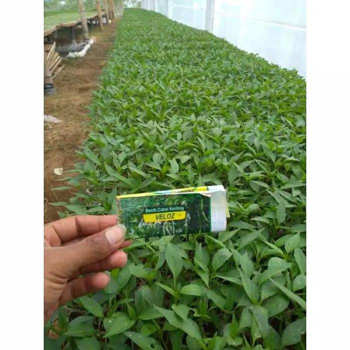 Sale cabe velos lokal unggul owie seed originl tahan virus gemini