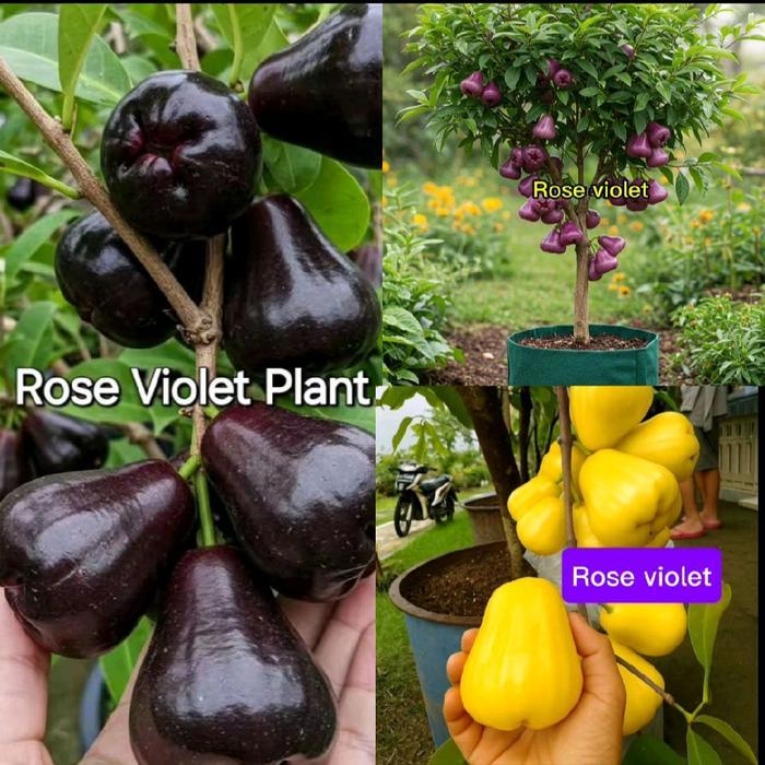 Ready Bibit Jambu Air Dapat 3 Bibit Jambu Hitam Black Guava + Kuning Hellion Dan Jambu Ungu Bibit