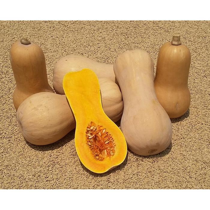10 Benih Biji Labu Madu F1 Butternut Squash