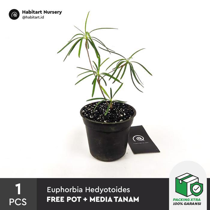 Habitart - Euphorbia Hedyotoides Tanaman Hias Koleksi / Bonsai