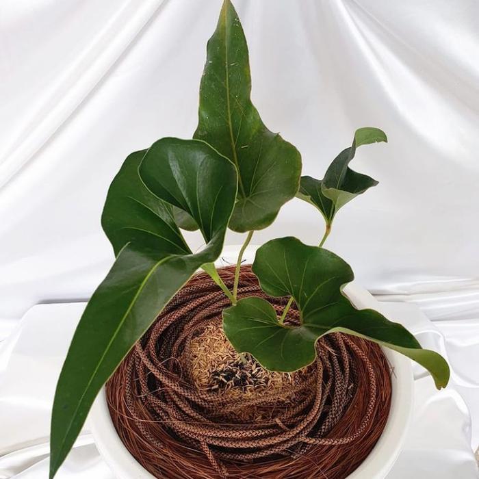 Tanaman hias Anthurium corong - Anthurium corong hias