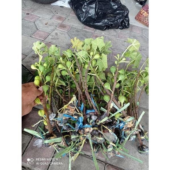 5 CANGKOK BIBIT BUAH TIN BEDA JENIS.. POHON TIN POHON ARA CANGKOK. DAPAT 5 BEDA JENIS. CANGKOK DARI