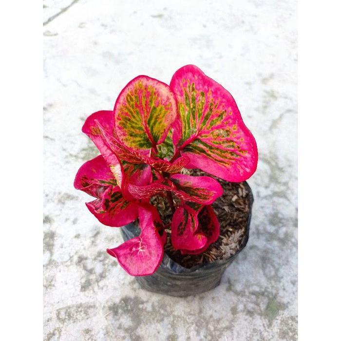 bibit tanaman hias bunga puring apel clara new hybrid tanaman hias