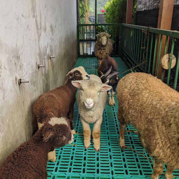 Domba Hias Merino Australia Shaun the Sheep PETs ONLY