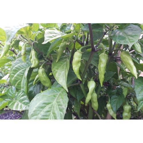 Benih-Bibit Cabe Super Pedas White Bhut Jolokia