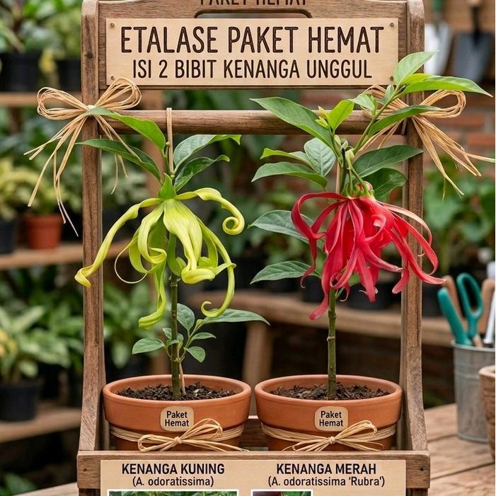 ISI BIBIT BUNGA Paket 2 Bibit Bunga Kenanga Merah dan Kuning untuk Taman Rumah BIBIT BUNGA KENANGA M