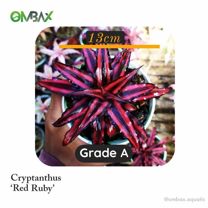 cryptanthus merah / Red Ruby - tanaman Paludarium & Terrarium
