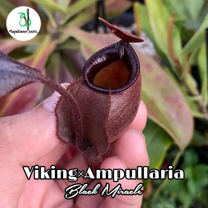 nepenthes viking x ampullaria black miracle