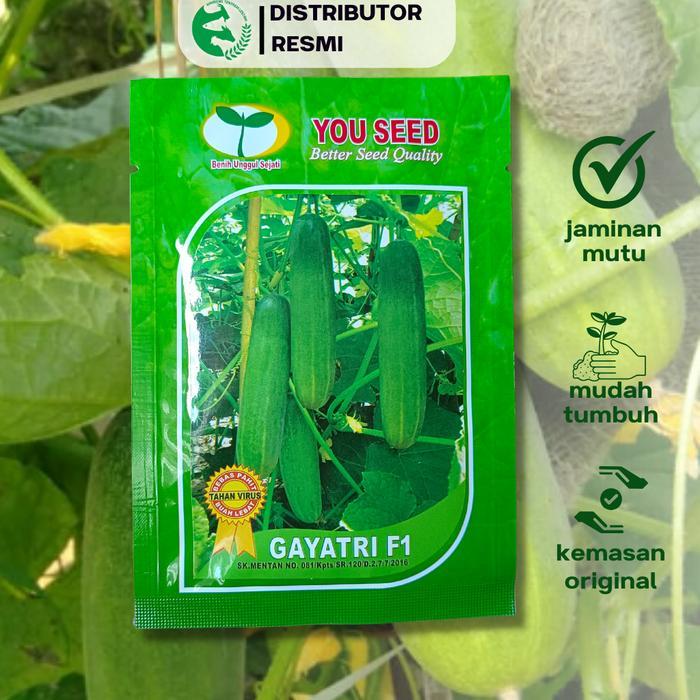 Benih Timun Lalap GAYATRI F1 20 gr Cap You Seed 800 an benih Lebat Unggul