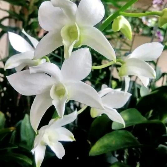 Anggrek dendrobium WHITE GRACE 1 POT