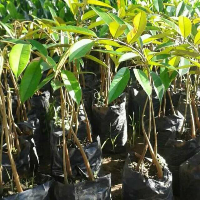 Bibit durian musangking kaki 3 okulasi