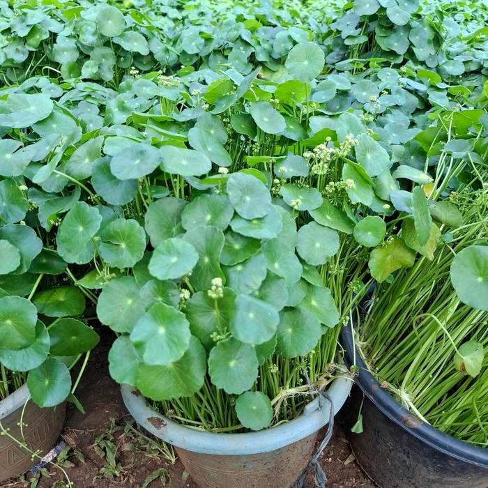 tanaman air pegagan pegagan air rimbun