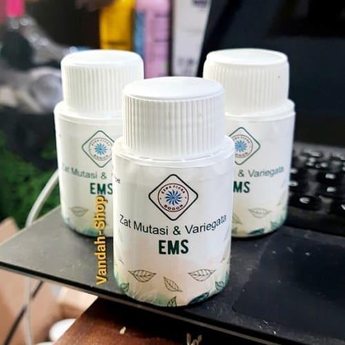 EMS Zat Mutasi dan Variegata Tanaman Hias Daun Formula Esha Flora