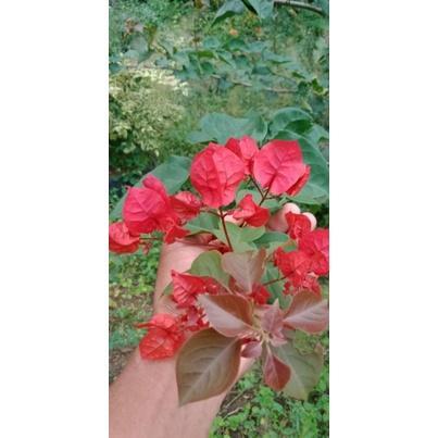 Tanaman hias bunga bougenville merah mega bibit ori