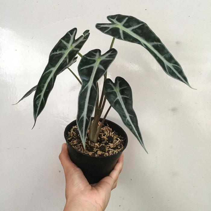 Tanaman Hias Alocasia Bambino - Alocasia Bambino - Alocasia