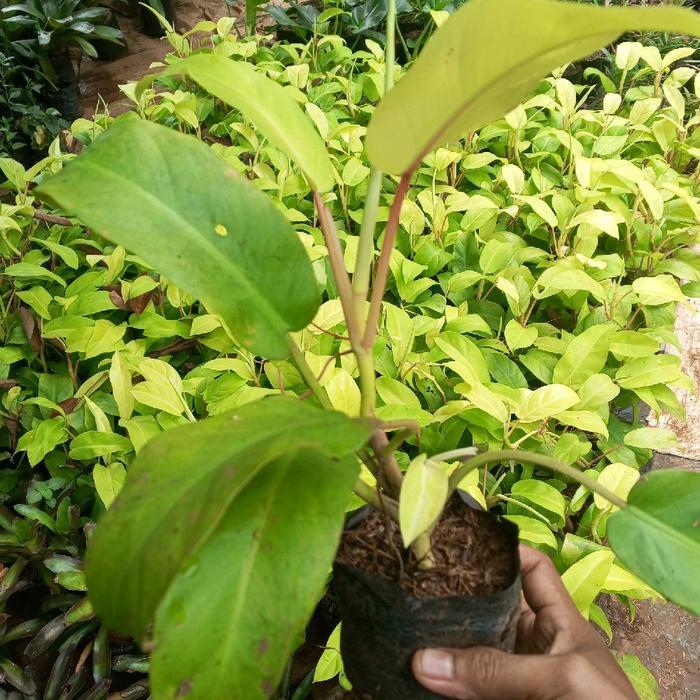 tanaman hias blanceng varigata army