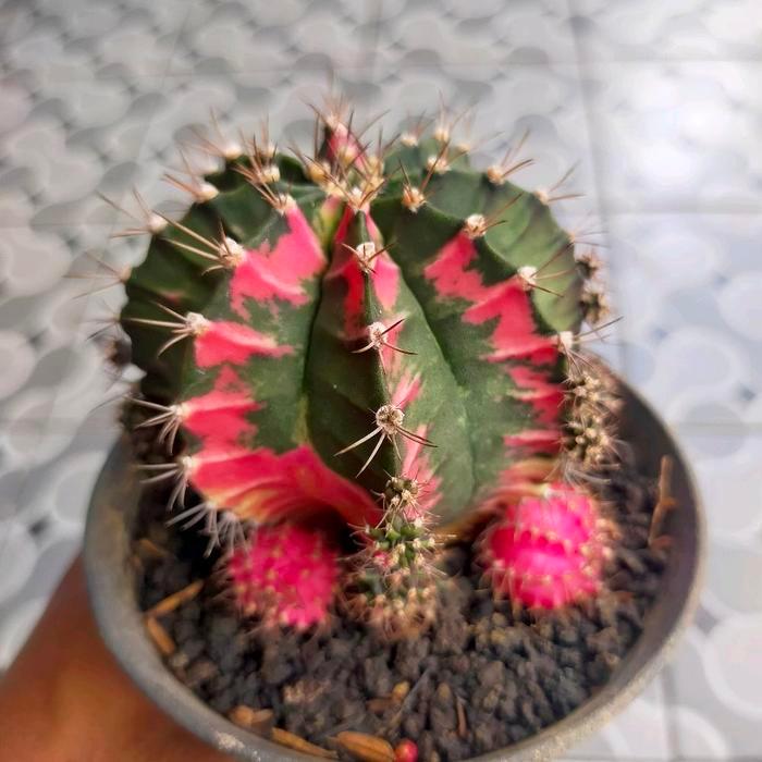 Gymnocalycium Miha Pink Diamond Hybrid