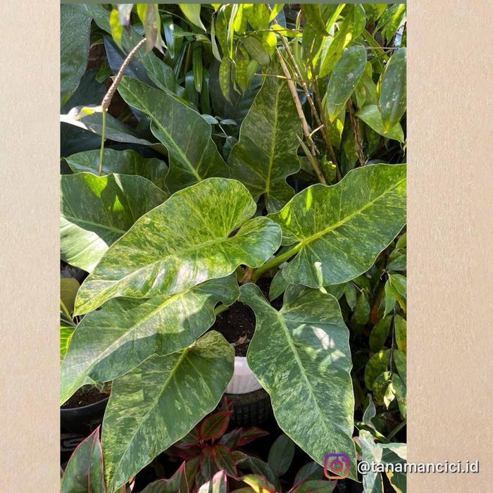 philodendron marble variegata besar on pot 35cm