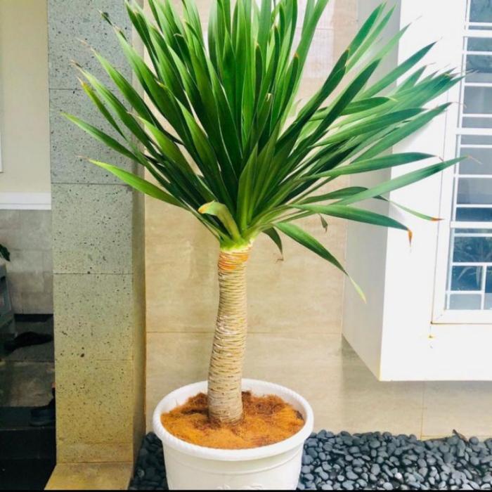 pohon pandan bali 1 meter