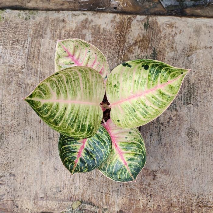 aglaonema moonlight