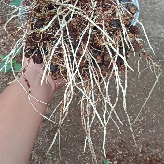 KualitasTerbaik- cutting anggur Alfonso berkalus/akar 1kg (benih)