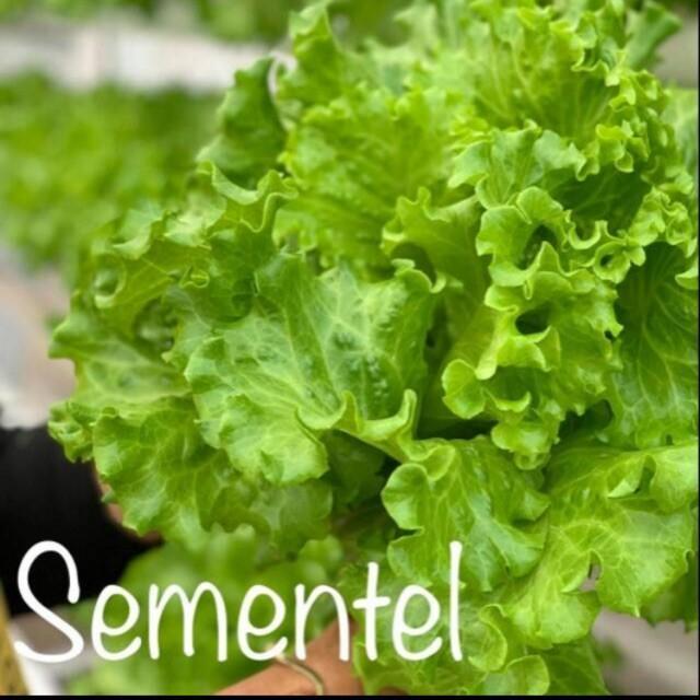 Benih Selada Batavia Bejo Sementel Kemasan 100 Pil - Neew