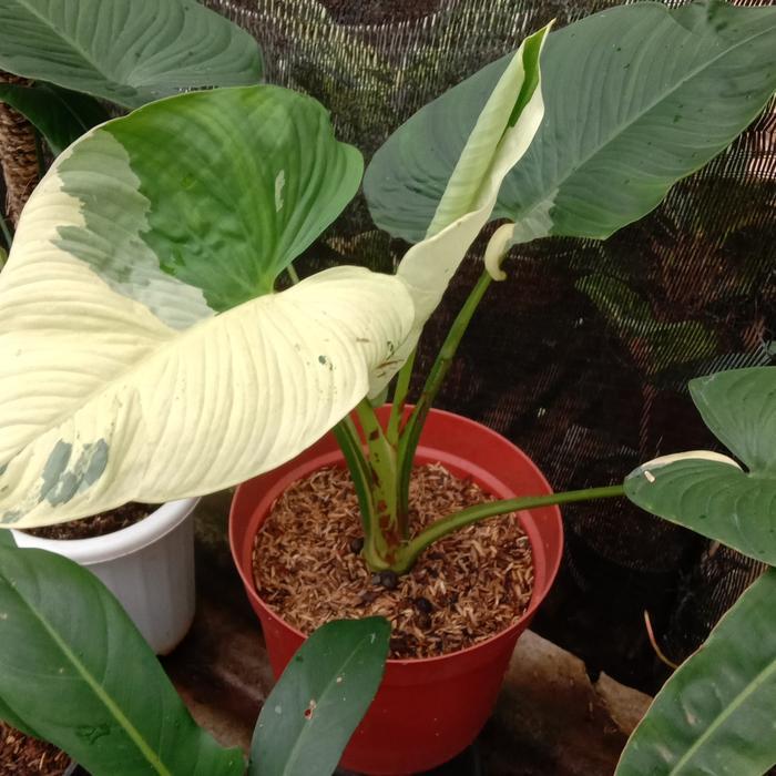 homalomena varigata tanaman hias