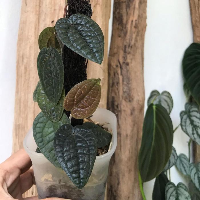 Tanaman herbal sirih hitam asli keriput langka , 100% asli